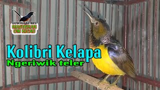 KOLIBRI KELAPA NGRIWIK TELER COCOK BUAT PANCINGAN WICEH BAHAN AGAR CEPAT GACOR