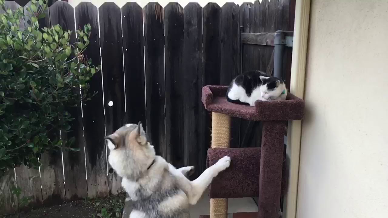 16mo Siberian Husky Milo And 12yo American Shorthair Moses