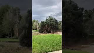 Falling Tree Close Call