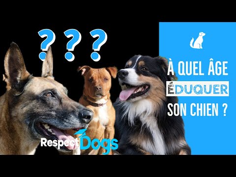 Vidéo: Quel âge doit avoir mon chiot pour descendre des escaliers?