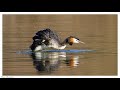 Grbe hupp  podiceps cristatus   great crested grebe