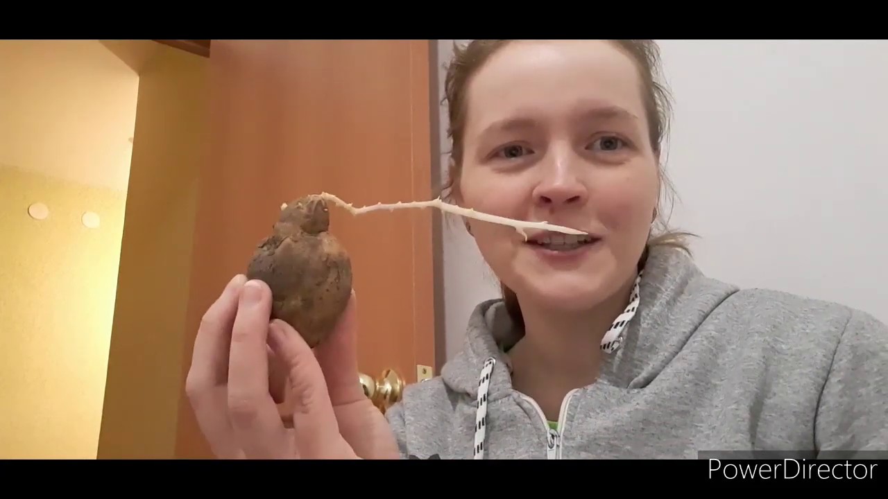 ела ела клон