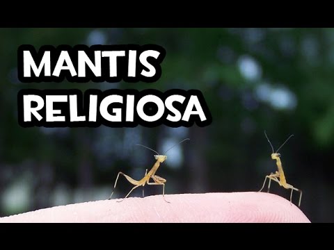 Video: Atraer mantis religiosas - Uso de mantis religiosas para el control de plagas en jardines