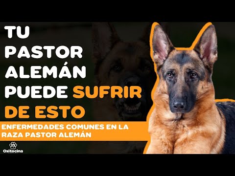 Video: 5 problemas comunes de estómago del pastor alemán