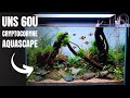 I made an aquascape with just one plant
