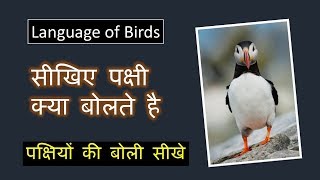 सीखिए पक्षी क्या बोलते है - Learn language of Birds