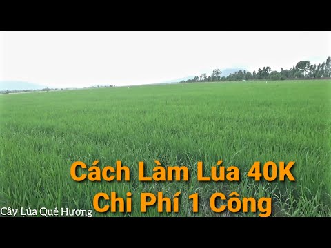 Video: Làm thế nào để bạn trồng lúa miến?
