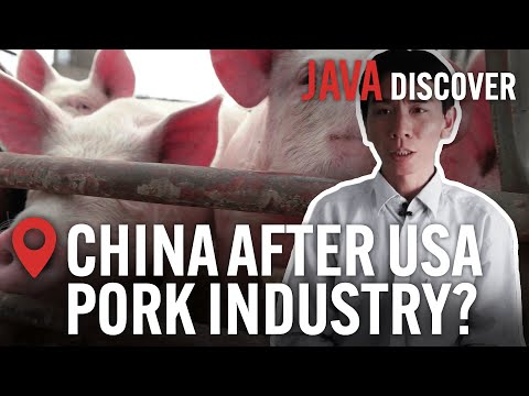 Is China Taking Over the US Pork Industry? The Global Giants Destroying Pig Farming