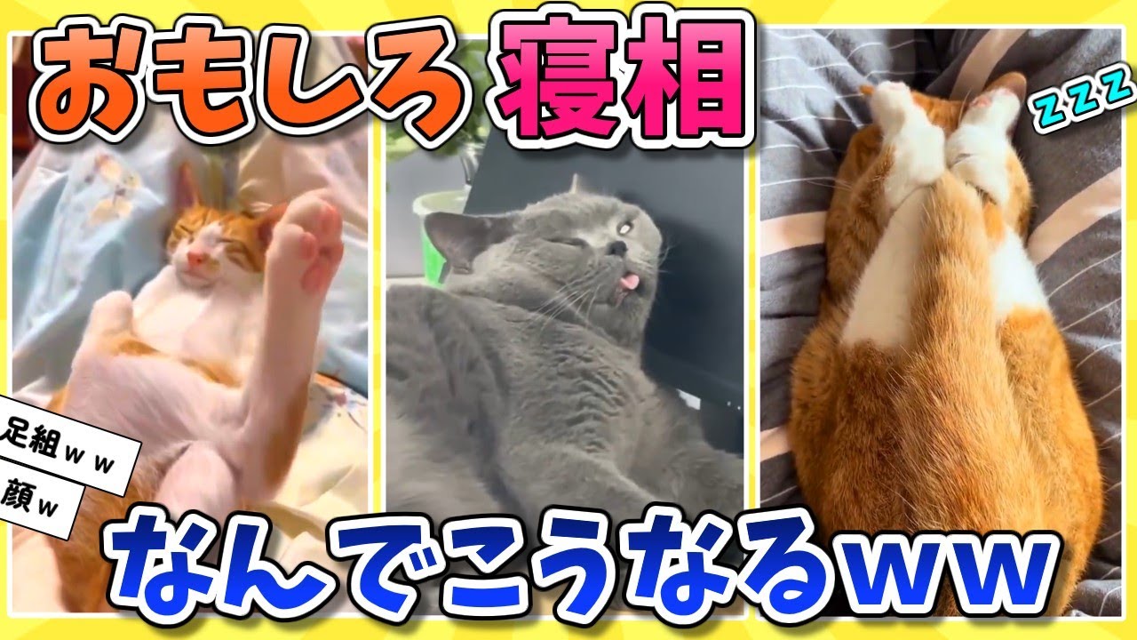 【2ch動物スレ】ネコの寝相がおかしい→なんでこんな寝方になるの？ｗｗ