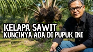 Akhirnya Dibuka! Inilah Pupuk Penentu Umur Panjang Sawit