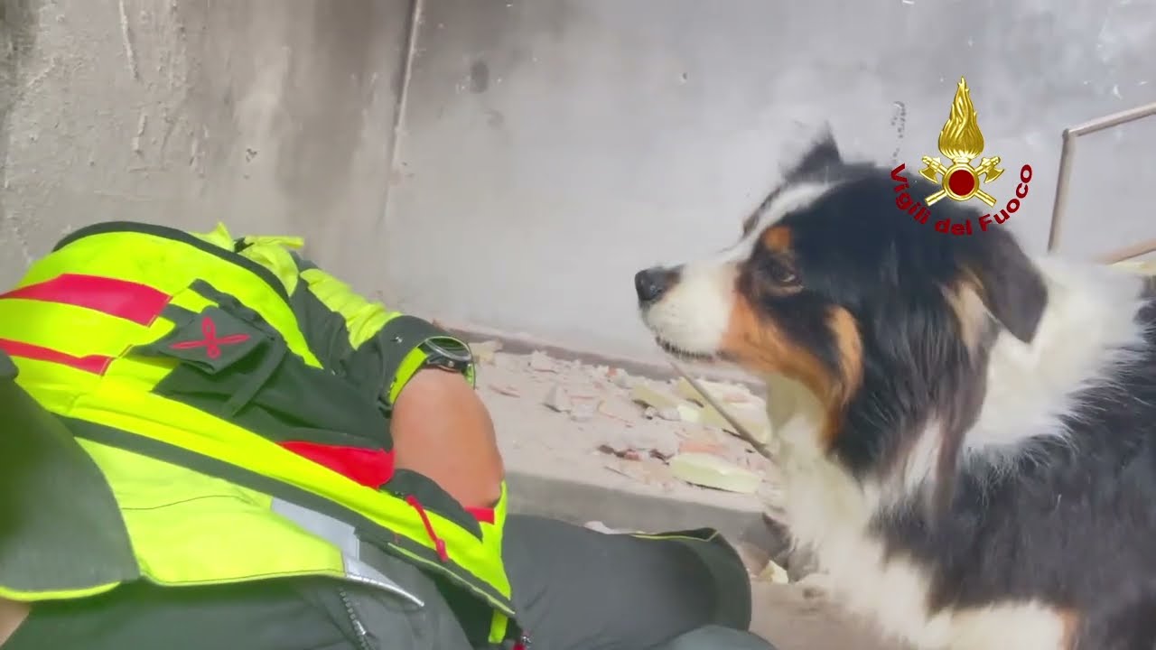 GRADISCA D'ISONZO (GO) - ADDESTRAMENTO NUCLEO CINOFILI