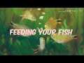 Aquarium fish feeding/ അറിയേണ്ടതെല്ലാം/ malayalam