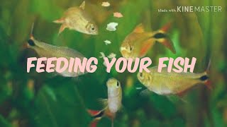 Aquarium fish feeding/ അറിയേണ്ടതെല്ലാം/ malayalam