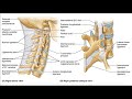 Major Ligaments of the Cervical Spine