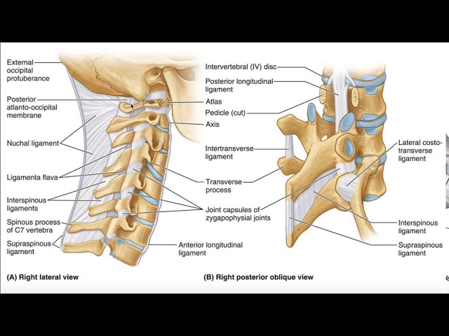 Ligaments of Vertebral Column Anatomy (Nuchal, Interspinous
