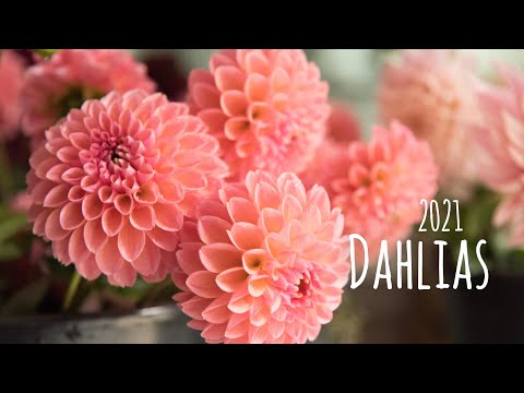 Video: Kultivimi I Suksesshëm I Dahlias Të Mrekullueshëm. Magazinimi