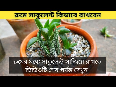 ভিডিও: সুন্দর সুকুলেন্ট বাড়ানোর টিপস