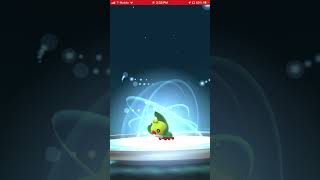 Community Day Shiny Sewaddle Encounter #2 plus Evolution into Shiny Swadloon in Pokémon Go