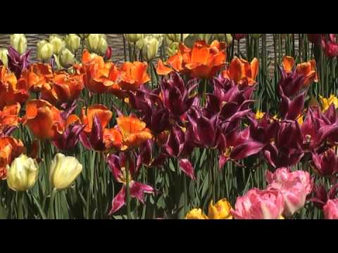 Vivaldi Spring - YouTube