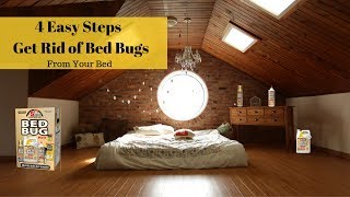 4 Easy Steps to Get Rid of Bed Bugs