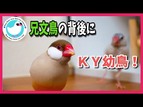 兄文鳥に忍び寄る？つきまとう？ＫＹな幼鳥