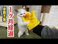 保護して１ヶ月を迎えた子猫の体重を測ってみました