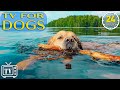 24 hours anxiety relief with music for dog dog tv  fast boredom bustings for dogs with music