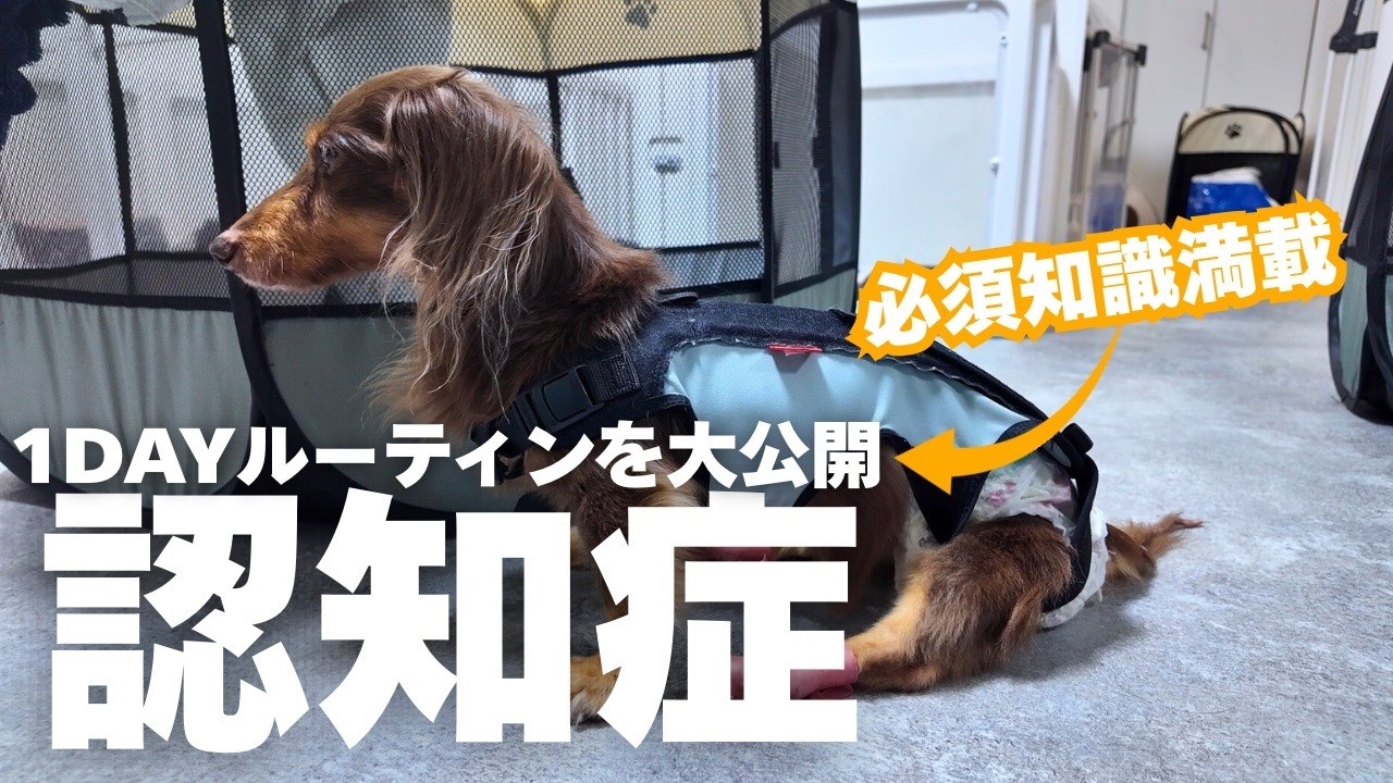 【認知症介護】16歳ハイシニアの認知症、1dayルーティンを使って介護方法を解説