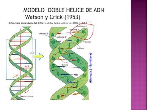 Estructura de ADN y ARN - YouTube