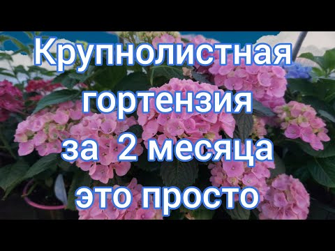 Видео: Время цветения гортензии: узнайте о сезоне цветения гортензии