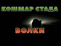 ВОЛКИ НАПАЛИ НА КОЗ У САМОЙ ДЕРЕВНИ!