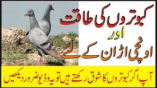 Kabootar Bazi K High Parwaz Ka Nuskha کبوتروں کی پرواز کے لئے مجرب ہومیونسخہ