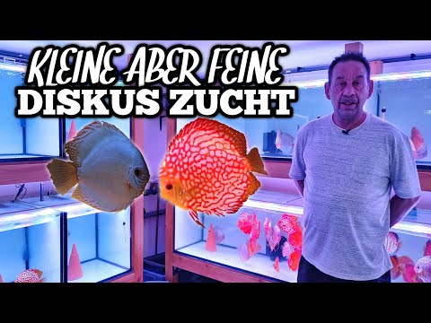 DISKUSZUCHT seit über
