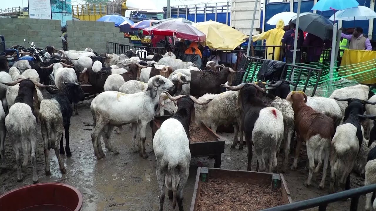 Tabaski 2025, le gouvernement ivoirien garantit l’accès au bétail