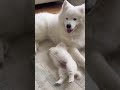 Cutest puppy tummy dive next to his favorite mama! #Samoyed #Wholesome #PuppyFlop