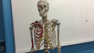 Lab #4 Shoulder Joint Bony Landmarks