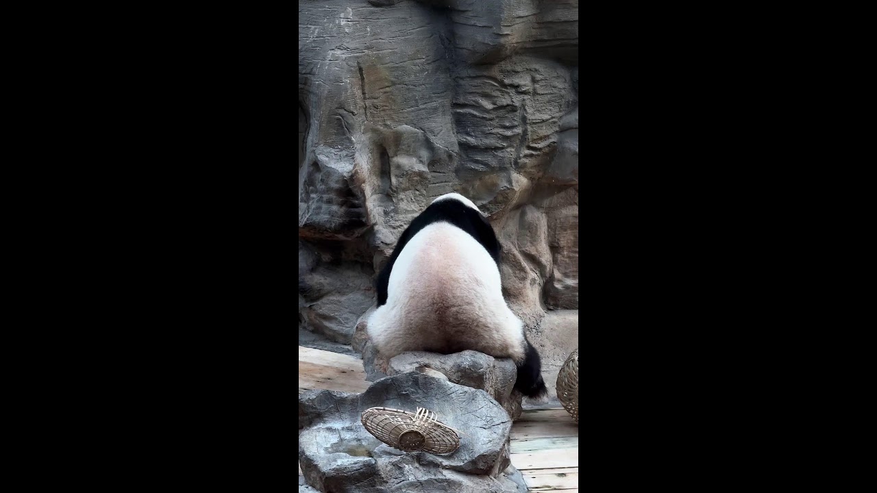 Catching a Glimpse of Joy | 幸せの瞬間を、そっと覗き見 | 2026-01-20 