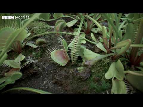 The Venus Flytraps Deadly Speed | Natural Born Killers | Bbc Earth