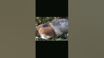 5 Animals You Won’t Believe Snakes Can Eat! #didyouknow #venomouscreatures