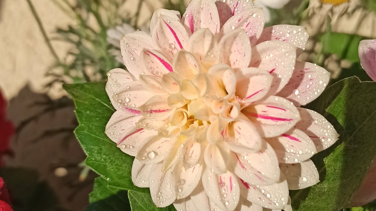 #georgin#dahlia#yildizcicegi#kartofgülü haqqinda