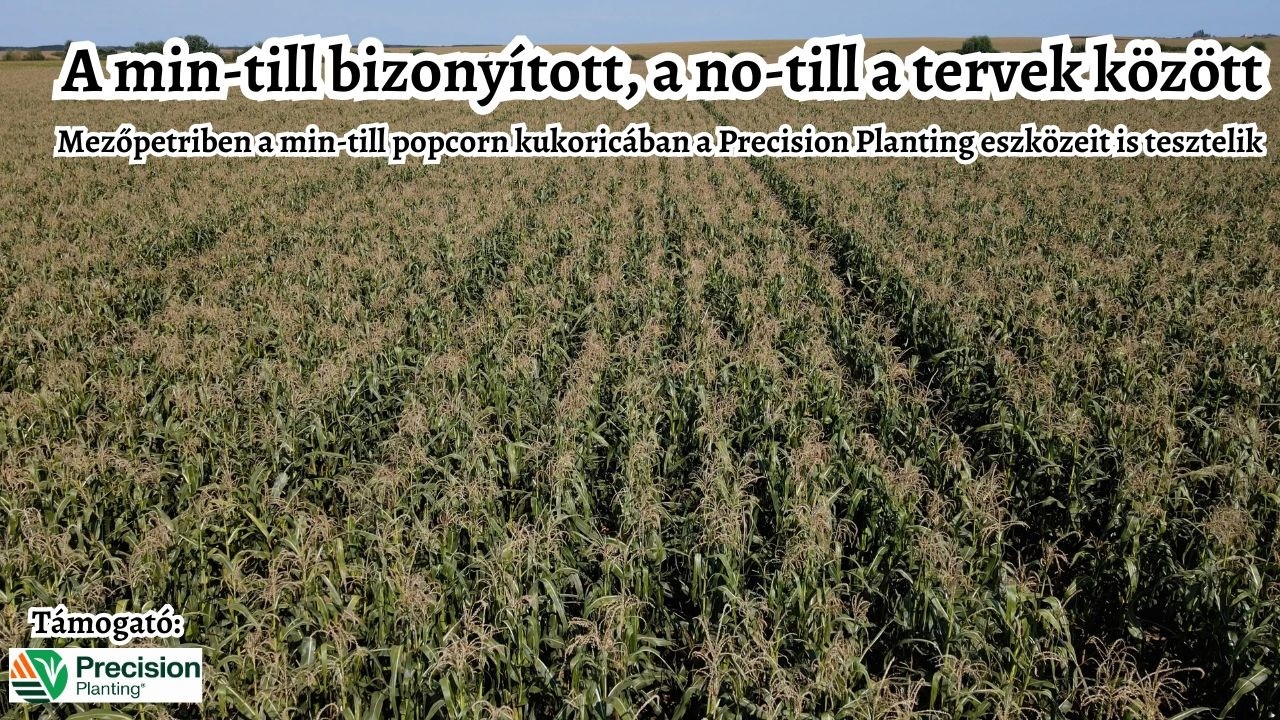 Popcorn kukorica min-till műveléssel és precíz vetéssel - Mezőpetriben is elindultak a no-till útján