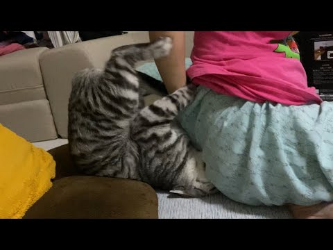 おしりかじり猫