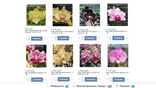 🌸 ОРХИДЕИ БАБОЧКИ. Предзаказ орхидей на сезон 2024года. Орхидеи почтой. Купить орхидею.