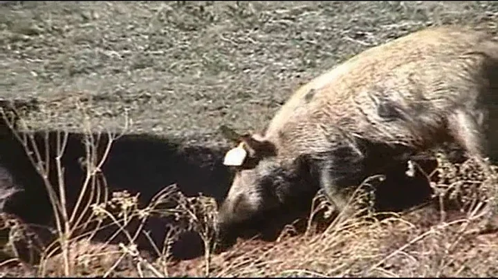 Feral hogs to be shot from helicopters