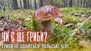 видео: Грибна хвиля в жовтні! Білі, польські, маслюки, підберезники... картинка: Грибна хвиля в жовтні! Білі, польські, маслюки, підберезники...