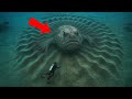 Gli scienziati hanno scoperto enormi e misteriose creature nascoste sott'acqua!