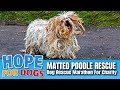 Hope For Paws Rescue Matted Poodle After Crazy Chase!