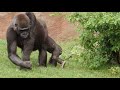 ZOO Prague - Gorillas - April 2018_13