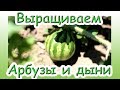 Как вырастить дыни и арбузы на даче. Обзор бахчи на начало июля.