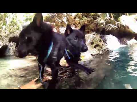 Sailing Schipperkes - Zonne & Zotke first waterfalls